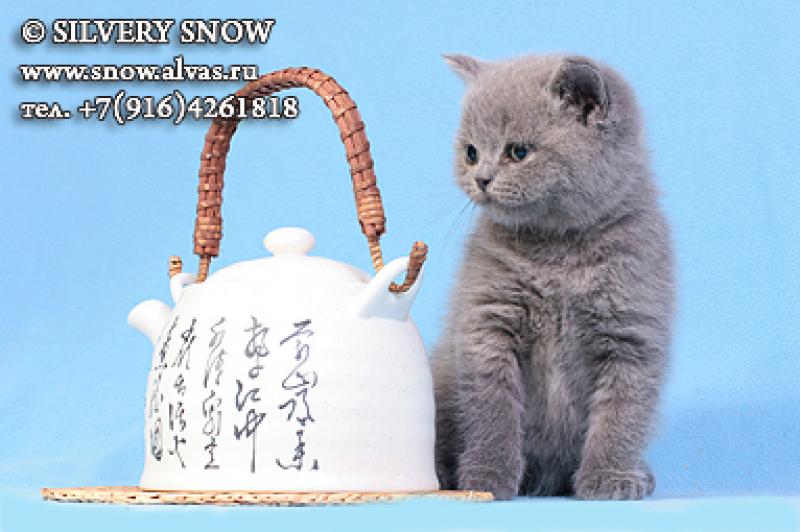 Британские котята из питомника Silvery Snow.