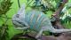     reptileworld