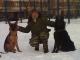 Дрессировка собак в Москве