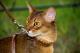 Абиссинский кот для вязок 